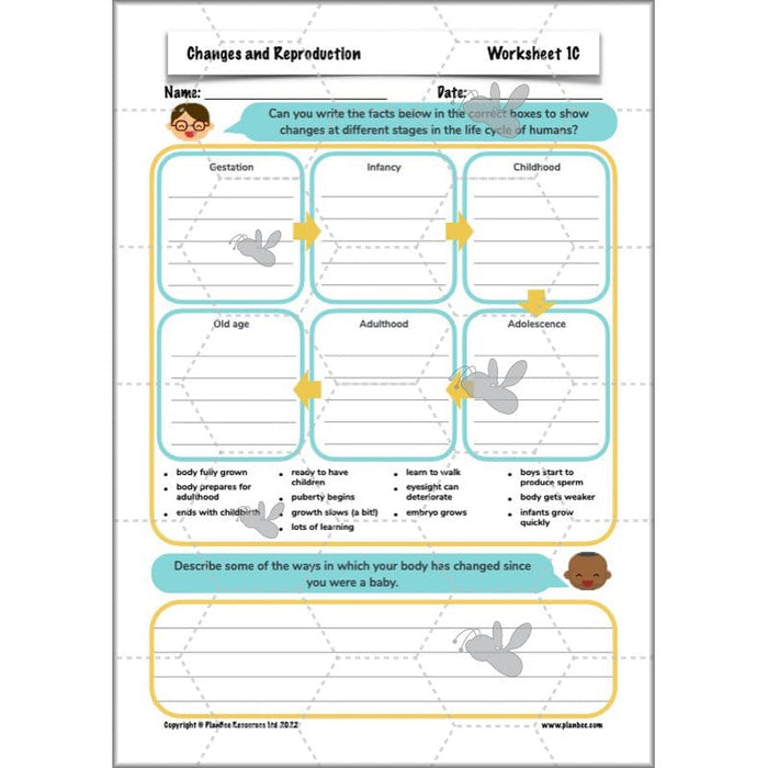 PlanBee Human Life Cycle KS2 lessons | Year 5 Science by PlanBee