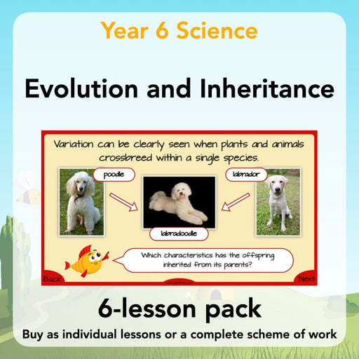 PlanBee Year 6 Evolution and Inheritance KS2 | Science from PlanBee