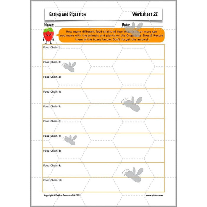 PlanBee Digestive System Year 4 Animals including Humans | PlanBee