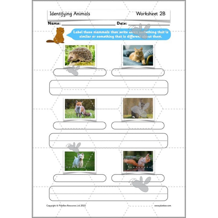 PlanBee Animals Year 1 | Science Lessons KS1 by PlanBee