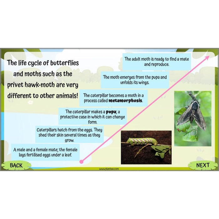 PlanBee Living Things and their Habitats Year 5 Life Cycles KS2 Science