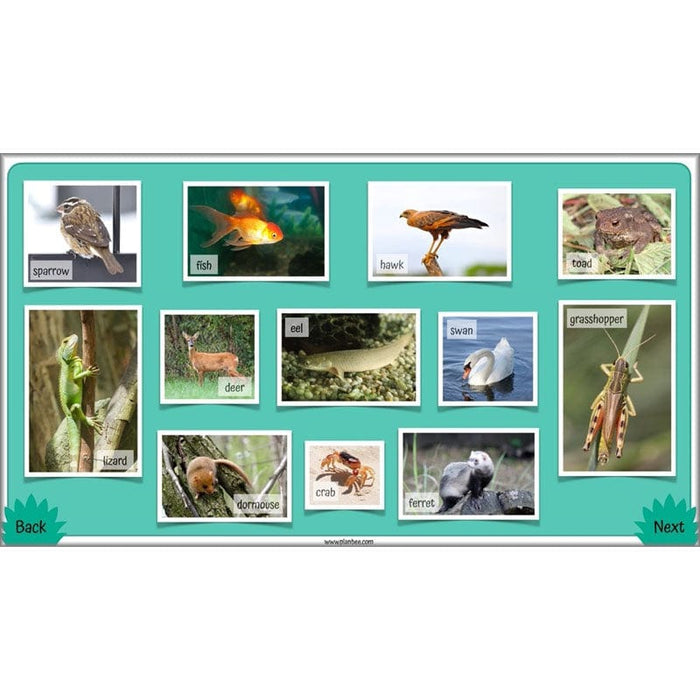 PlanBee Living Things and their Habitats Year 4 Science Lessons