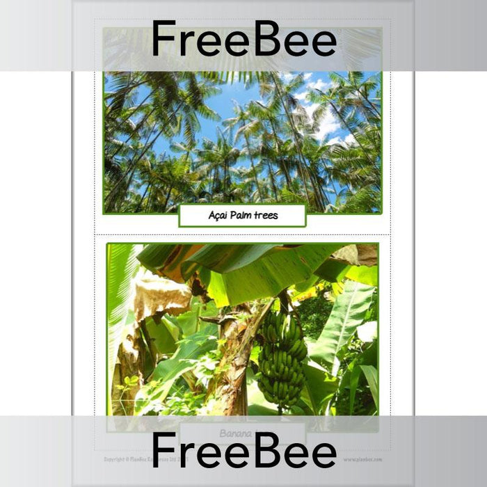 PlanBee FREE Rainforest Plants KS2 Picture Cards  