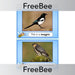 PlanBee FREE UK Bird Display Photos by PlanBee