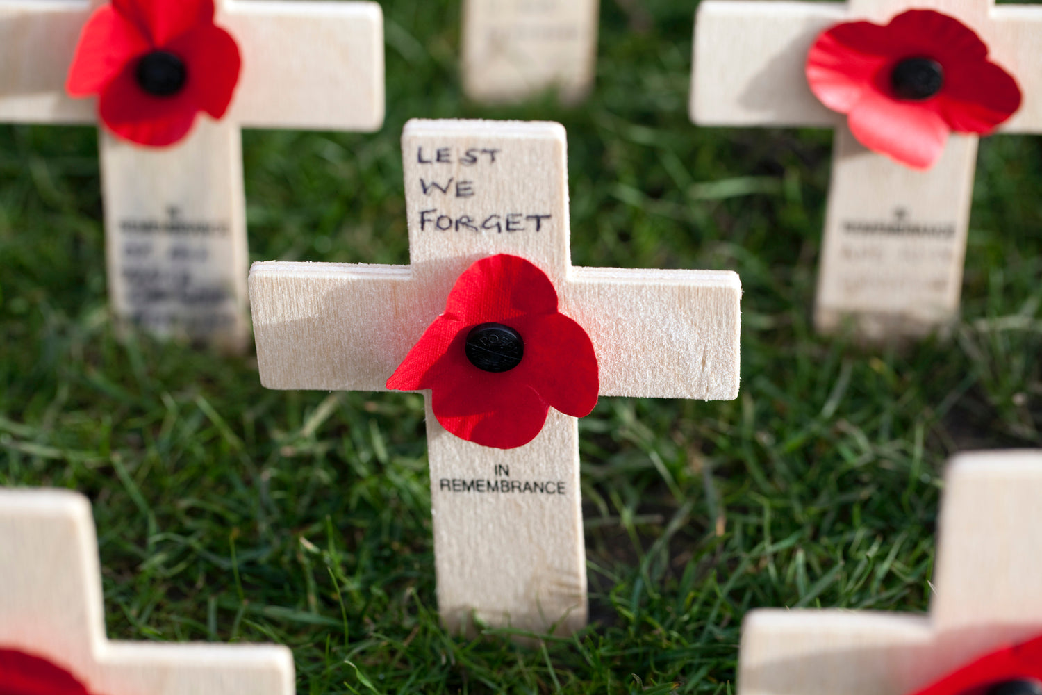 An image of small white crosses and poppies