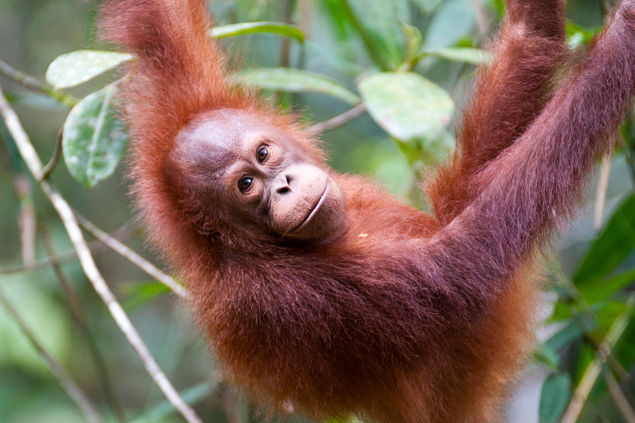 Interesting facts about orangutans