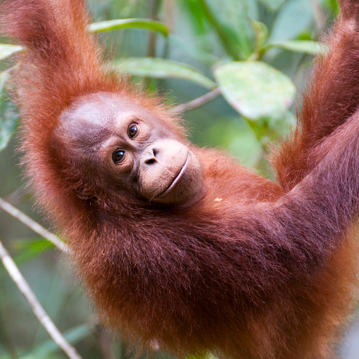 Interesting facts about orangutans