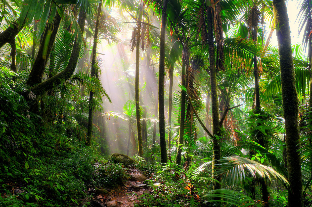 Rainforest Facts