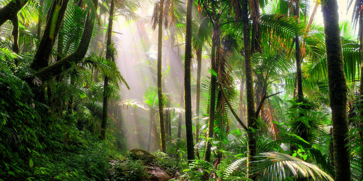 Tropical Rainforest Guide: How Rainforests Work