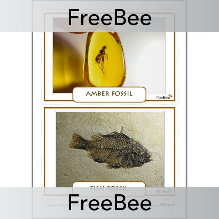 PlanBee Free Fossil KS2 Picture Cards by PlanBee