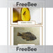 PlanBee Free Fossil KS2 Picture Cards by PlanBee