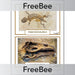 PlanBee Free Fossil KS2 Picture Cards by PlanBee