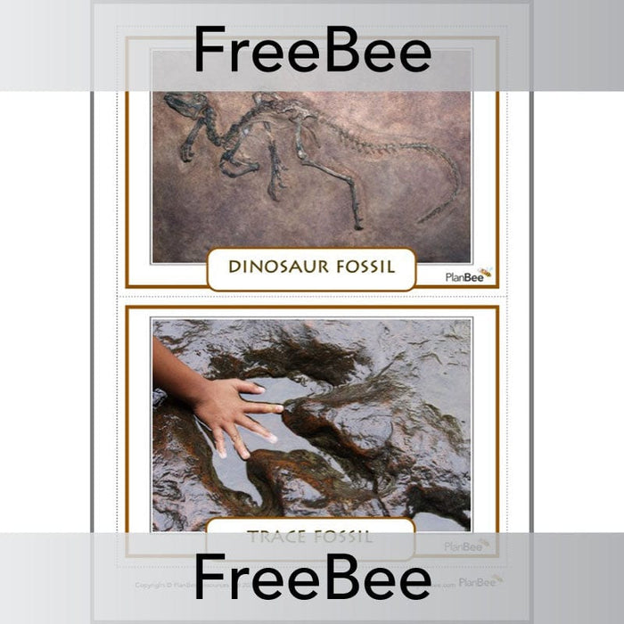 PlanBee Free Fossil KS2 Picture Cards by PlanBee