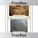 PlanBee Free Fossil KS2 Picture Cards by PlanBee