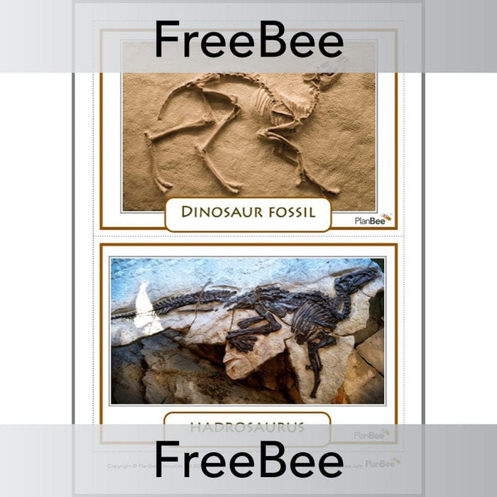 PlanBee Free Fossil KS2 Picture Cards by PlanBee