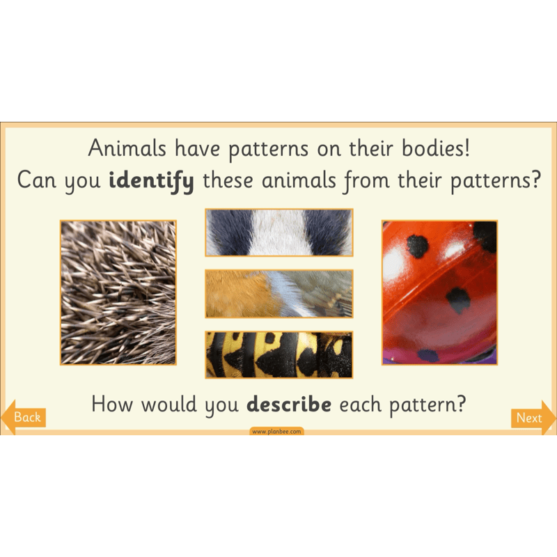 PlanBee Animal Art KS1 | Art Lesson Pack
