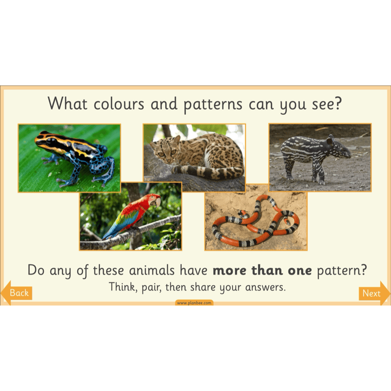 PlanBee Animal Art KS1 | Art Lesson Pack