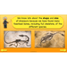 PlanBee Dinosaurs Topic KS2 Enrichment Lesson Pack