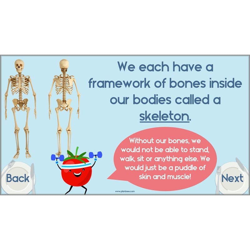 PlanBee Animals Including Humans Year 3 Science Lessons by PlanBee