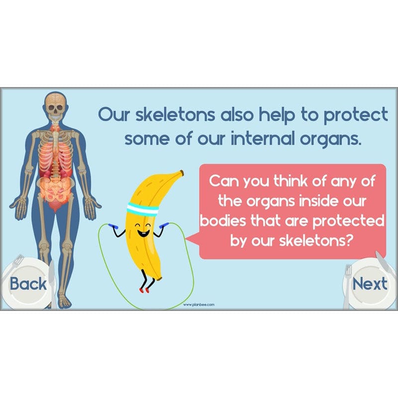 PlanBee Animals Including Humans Year 3 Science Lessons by PlanBee