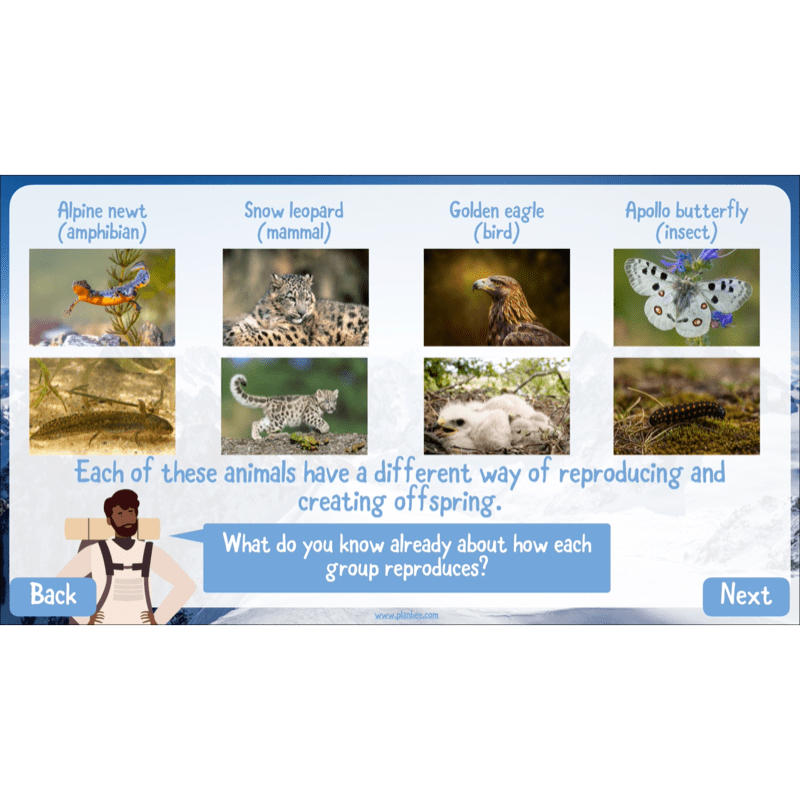 PlanBee Mountain Science KS2 | Food Chains, Adaptation & Life Cycles