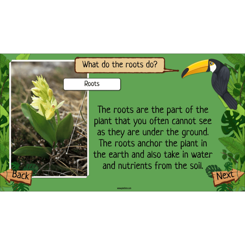 PlanBee Rainforest Habitats KS2 Science Lesson Pack