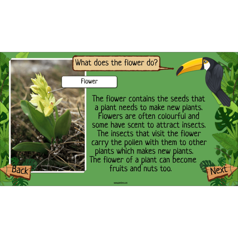 PlanBee Rainforest Habitats KS2 Science Lesson Pack