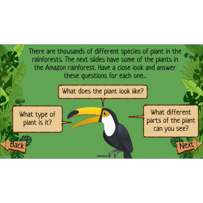 PlanBee Rainforest Habitats KS2 Science Lesson Pack