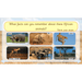 PlanBee Safari Adventures KS1 | English Lesson Pack