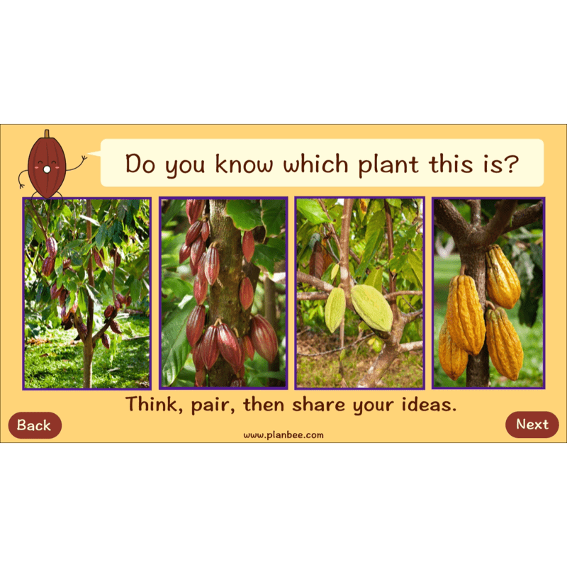 PlanBee Where does Chocolate come from? | KS2 Geography lessons