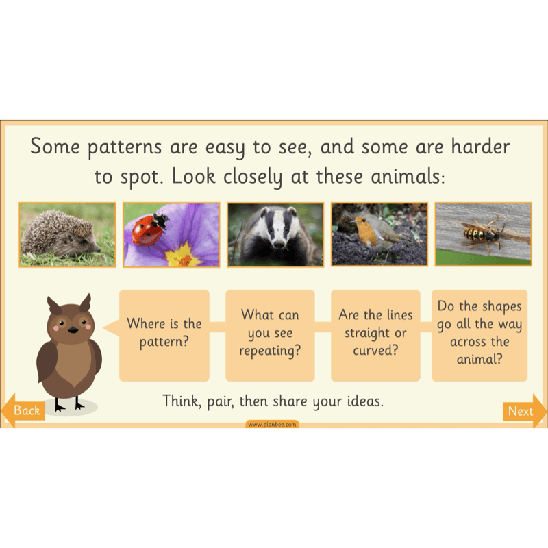 PlanBee Animal Art KS1 | Art Lesson Pack