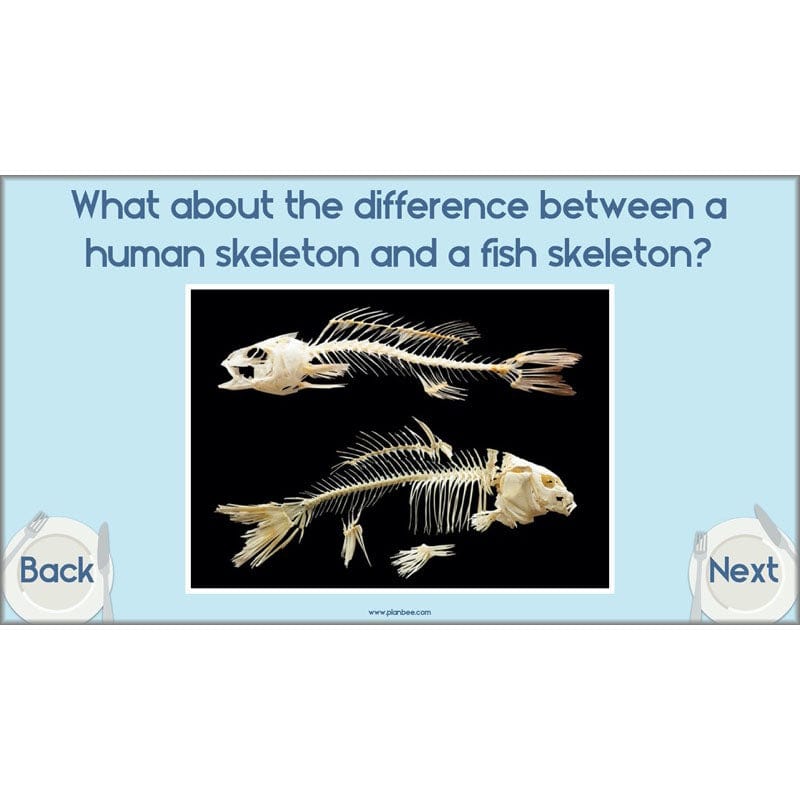 PlanBee Animals Including Humans Year 3 Science Lessons by PlanBee