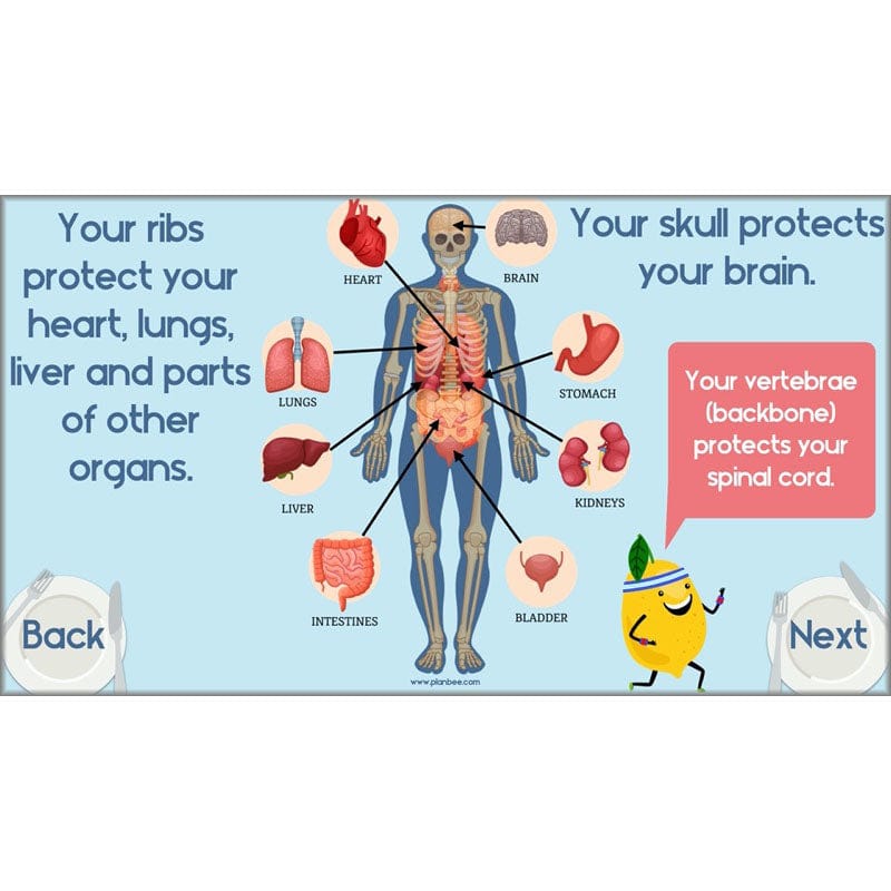 PlanBee Animals Including Humans Year 3 Science Lessons by PlanBee