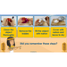 PlanBee Explanation Texts: How to Mummify a Tomato | KS2 English