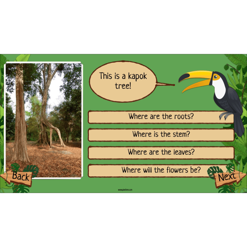 PlanBee Rainforest Habitats KS2 Science Lesson Pack
