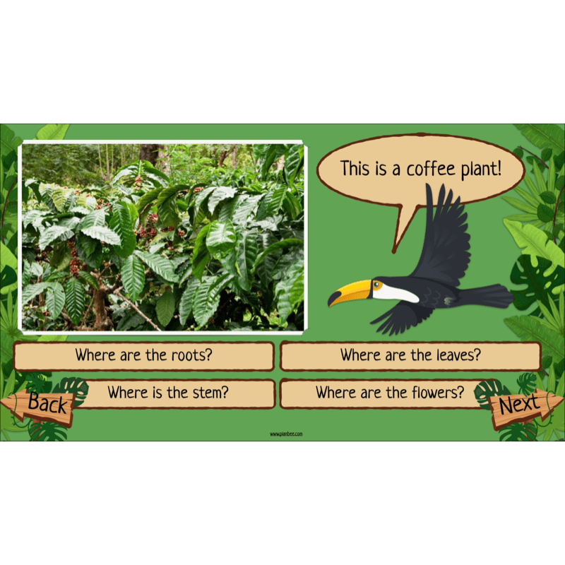 PlanBee Rainforest Habitats KS2 Science Lesson Pack