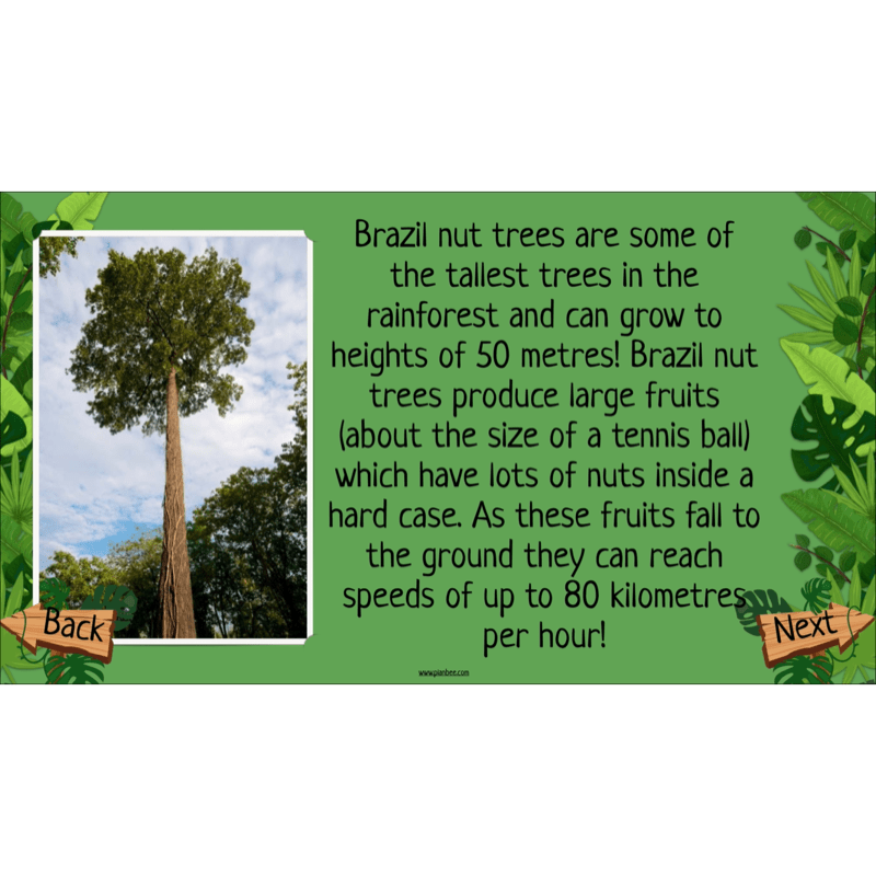 PlanBee Rainforest Habitats KS2 Science Lesson Pack