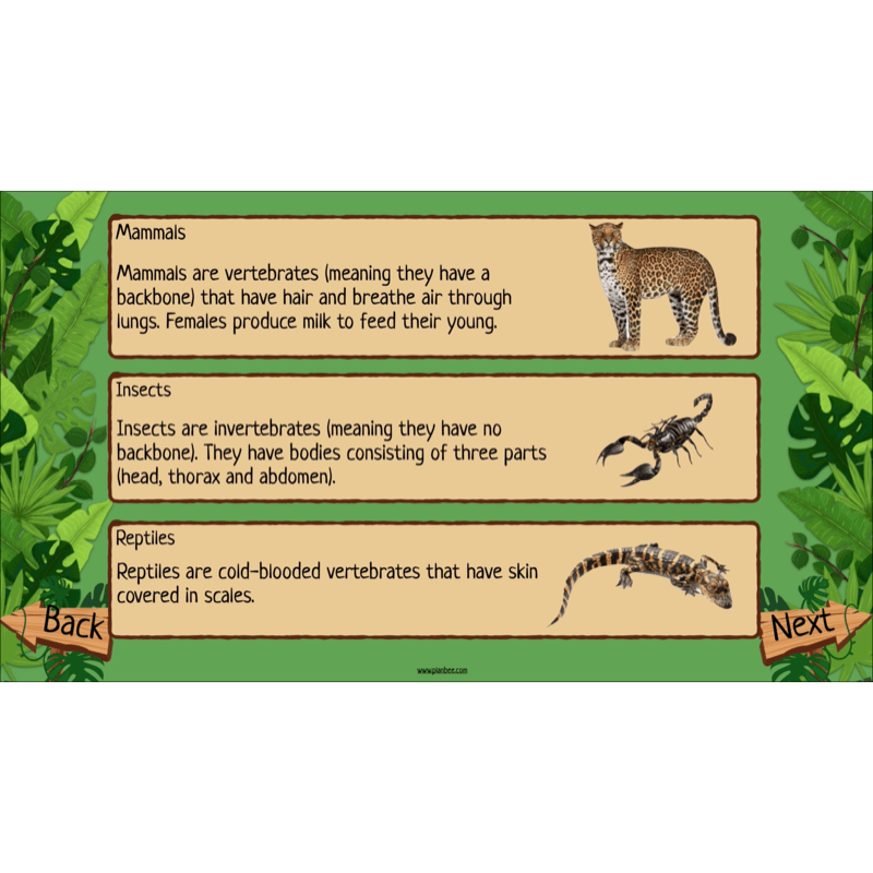 PlanBee Rainforest Habitats KS2 Science Lesson Pack