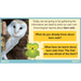 PlanBee The Owl who was Afraid of the Dark | KS2 Non-chronological Reports