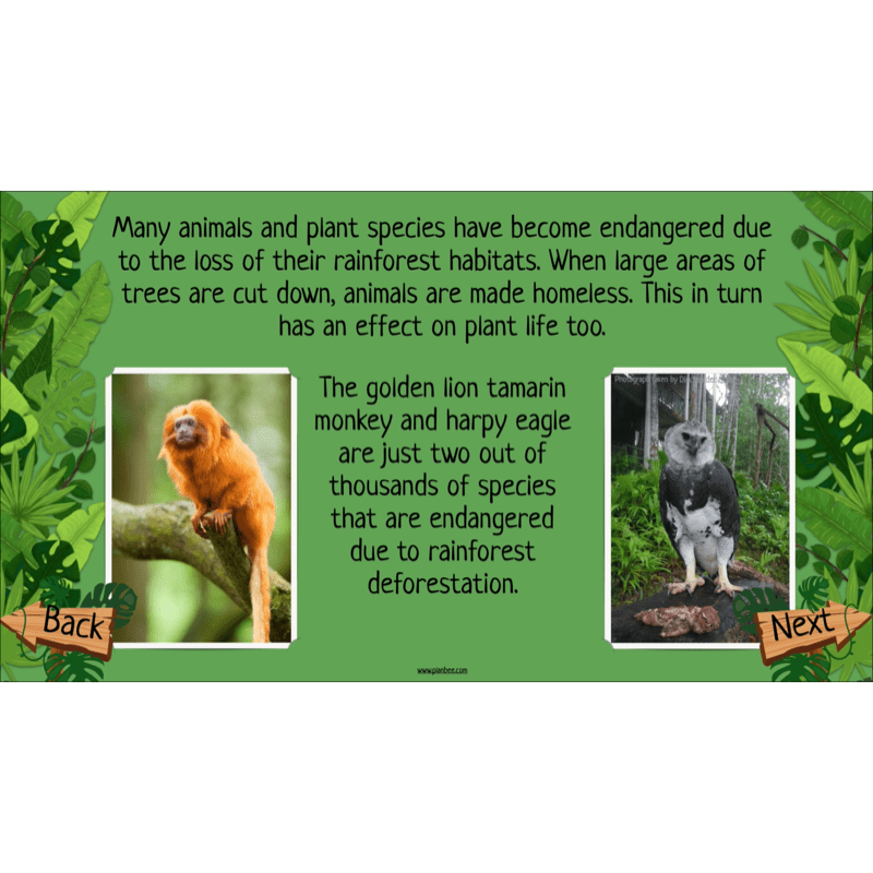 The Rainforest Biome