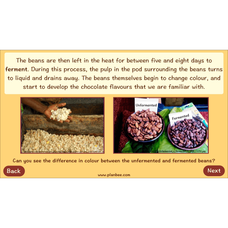 PlanBee Where does Chocolate come from? | KS2 Geography lessons