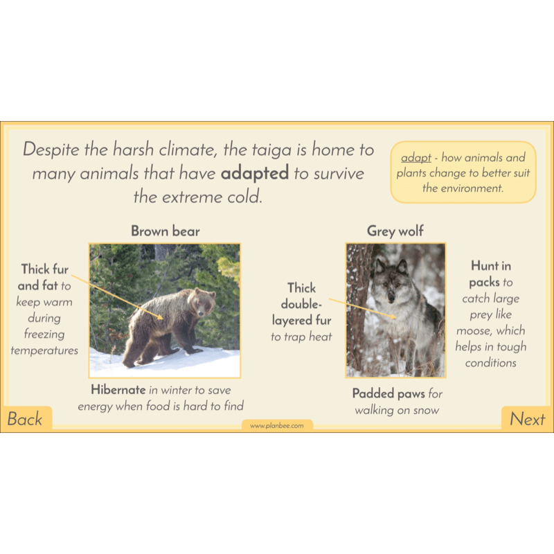 PlanBee Biomes KS2 Geography Lessons