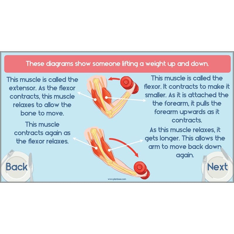 PlanBee Animals Including Humans Year 3 Science Lessons by PlanBee