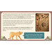 PlanBee KS2 Ancient Maya Civilisation Topic Lessons by PlanBee