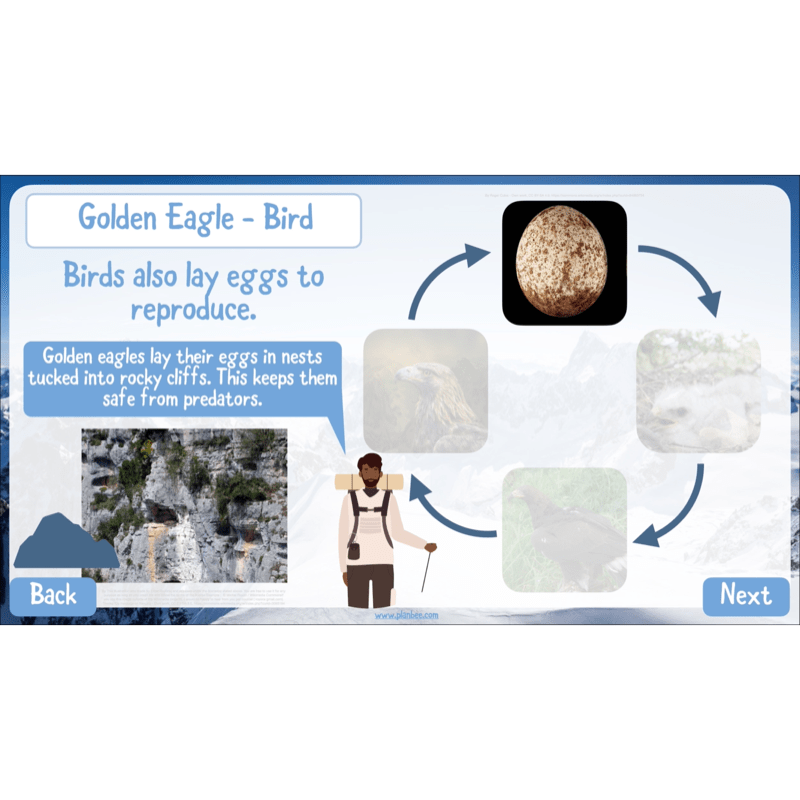 PlanBee Mountain Science KS2 | Food Chains, Adaptation & Life Cycles