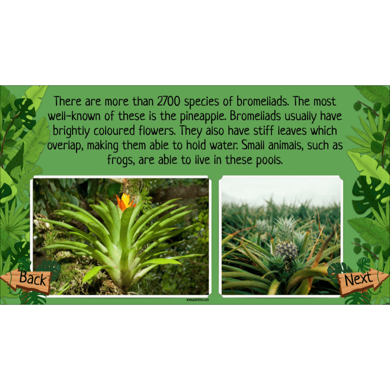 PlanBee Rainforest Habitats KS2 Science Lesson Pack