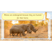 PlanBee Safari Adventures KS1 | English Lesson Pack