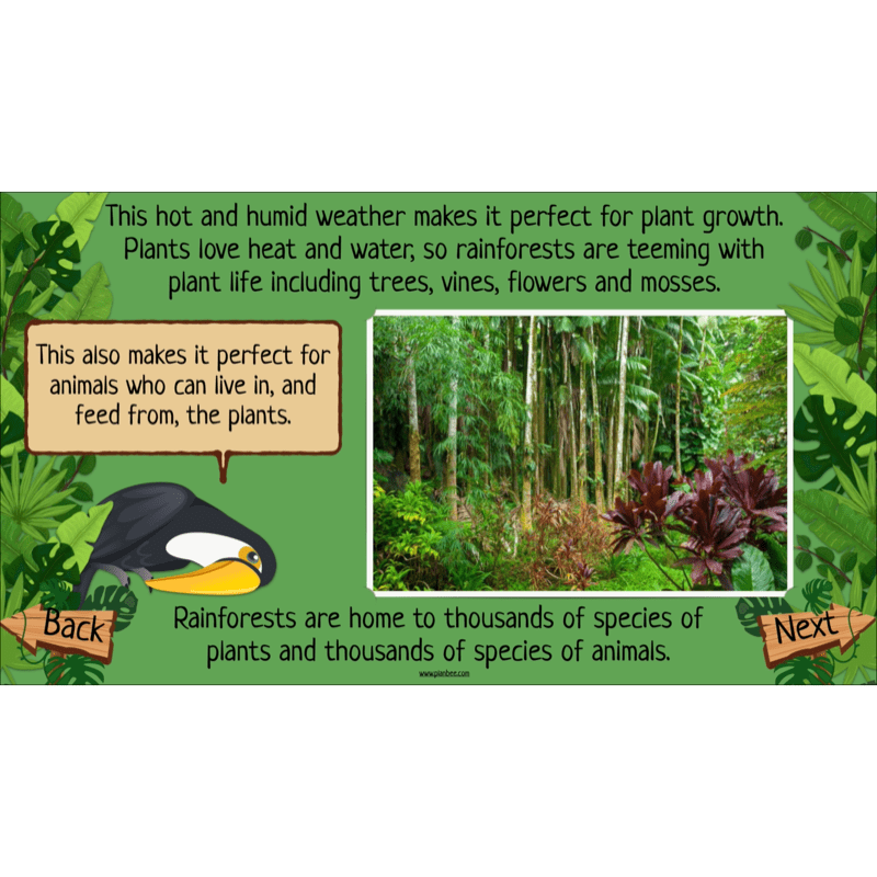 PlanBee The Rainforest Biome KS2 | Geography Lesson Pack