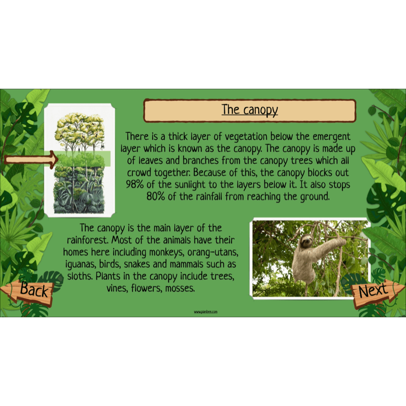 PlanBee The Rainforest Biome KS2 | Geography Lesson Pack
