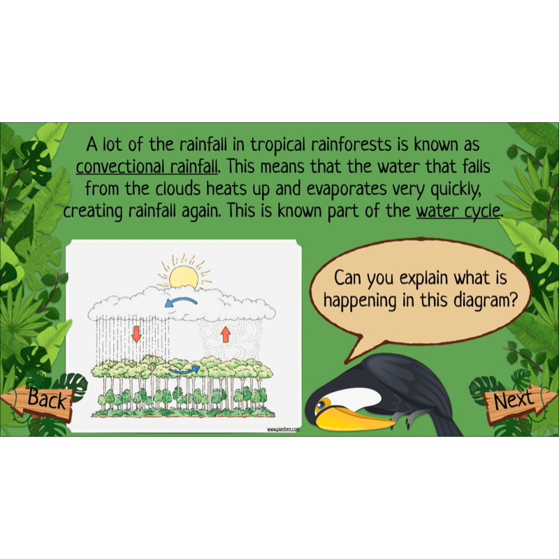 PlanBee The Rainforest Biome KS2 | Geography Lesson Pack